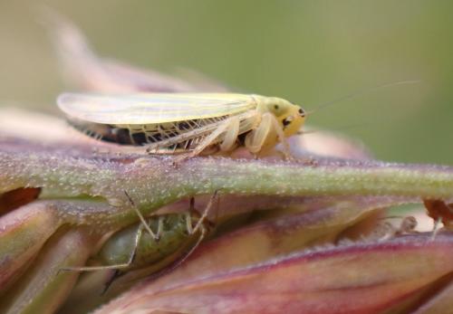 Réf. 325 400 : Cicadula (persimilis-quadrinotata)